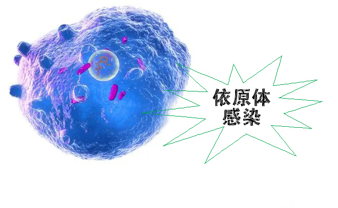 怎么不知不覺就感染了沙眼依原體呢？